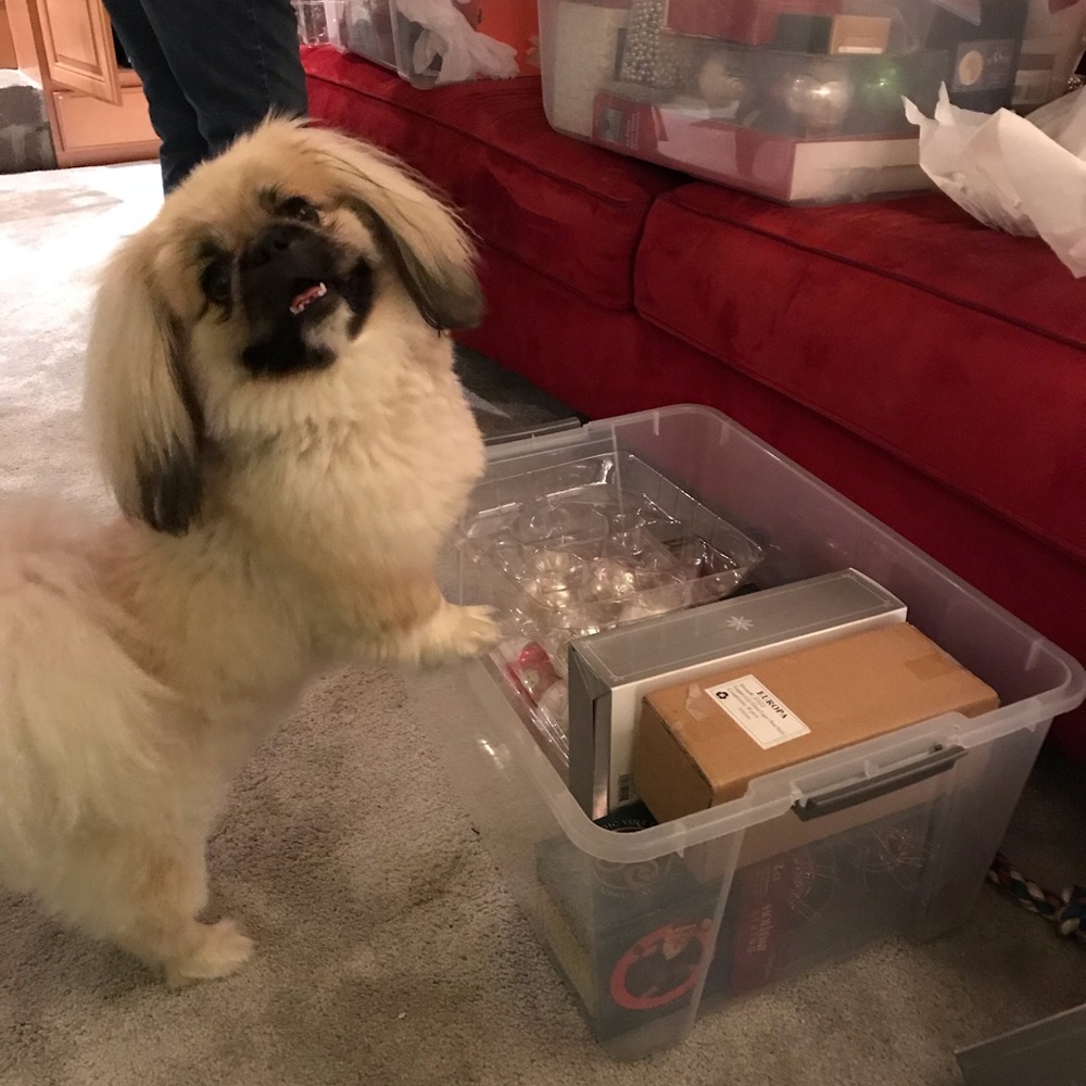 Meet your Posher, Shelly